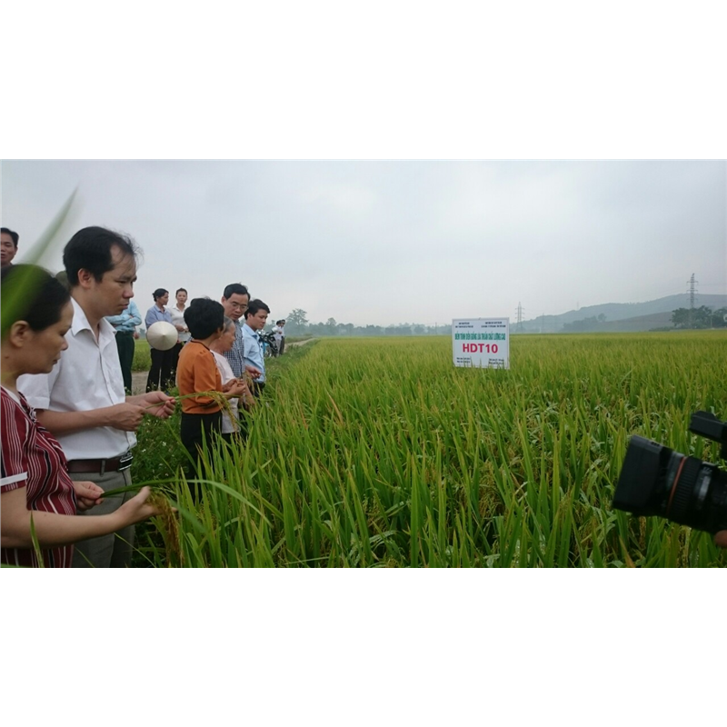 Phóng sự về giống lúa thuần chất lượng cao HDT10 tại tỉnh Tuyên Quang vụ Xuân năm 2017- 2018