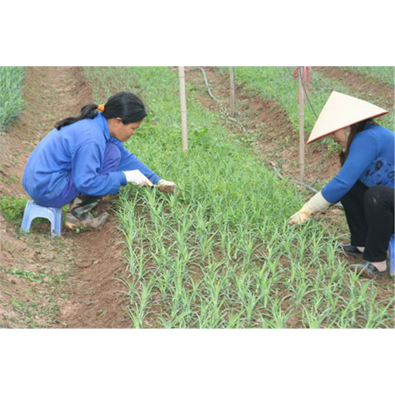 Opening of markets for vegetables, flowers, agricultural products