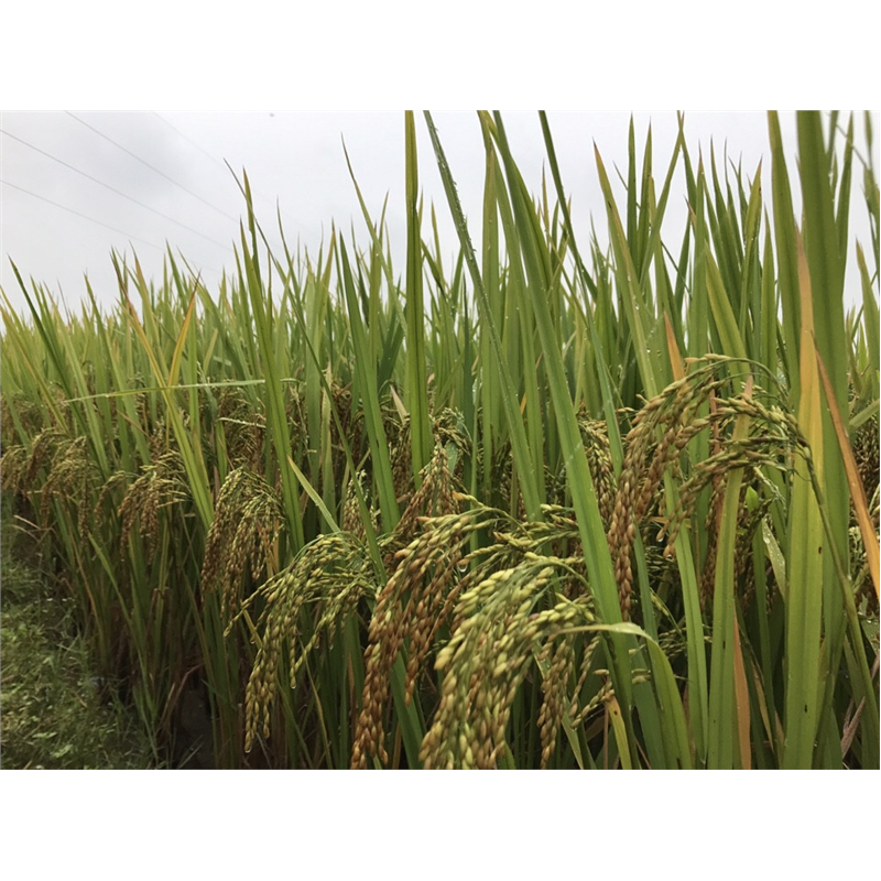 Giống lúa thơm HDT10 cho năng suất 8 tấn/ha