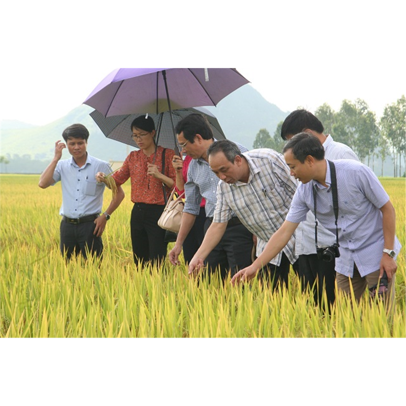 HDT10 là giống lúa cho năng suất cao, chất lượng gạo tốt - hội nghị đầu bờ tại huyện Yên Định, Thanh Hóa
